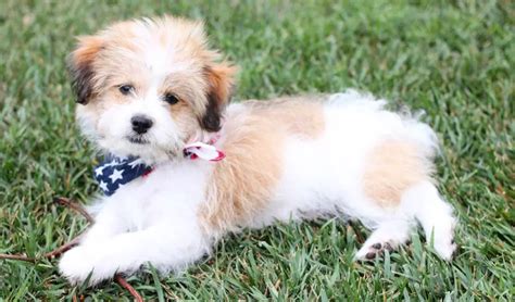 Best 12 Hypoallergenic Mixed Dog Breeds Puppies Club