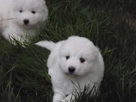 You can browse thru list of samoyed breeders or consider for sale samoyed puppies. Samoyed top quality puppies FOR SALE ADOPTION in Singapore ...