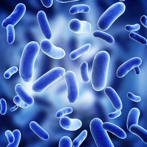 Ivisbrite Bioluminescent Bacterial Strains Gram Positive And Gram