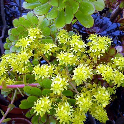 Aeonium Arboreum Green