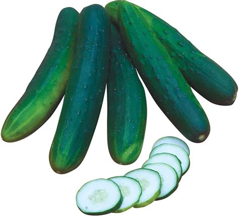 Burpless Cucumber Information Learn