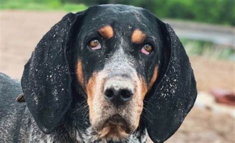 15 Cool Facts About Coonhounds The Dogman