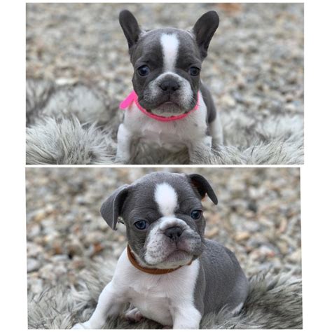 I am a breeder not a store. French Bulldog Puppies for Sale in San Luis Obispo, CA