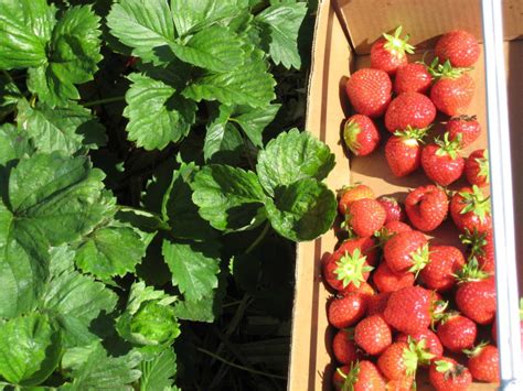 Im gartenbeet gestaltet sich die erdbeerzucht relativ einfach: Erdbeeren ernten und lagern - Plantura