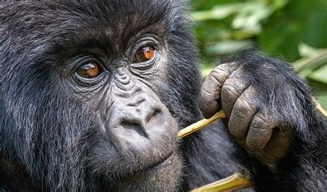 Read Gorillas In The Midst Online