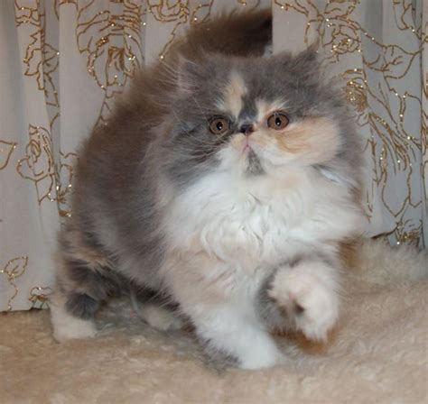 Teacup Persian Kitten Cute Cats Pictures Teacup Persian Kittens