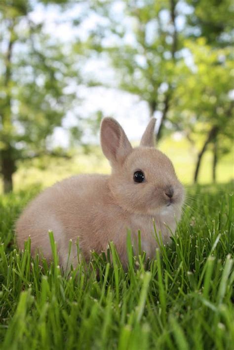 However, jersey wooly, dwarf hotot, lionhead, polish, and himalayan rabbits can also weigh under 3 pounds as adults. Holland Lop vs Netherland Dwarf: Which Breed is Best for You?