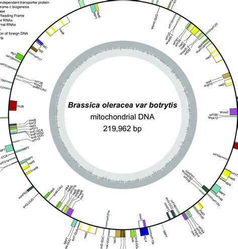 Mitochondrial Genome Map Of Brassica Oleracea Boxes On The Inside And