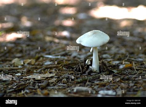 Alive Mushroom Hi Res Stock Photography And Images Alamy