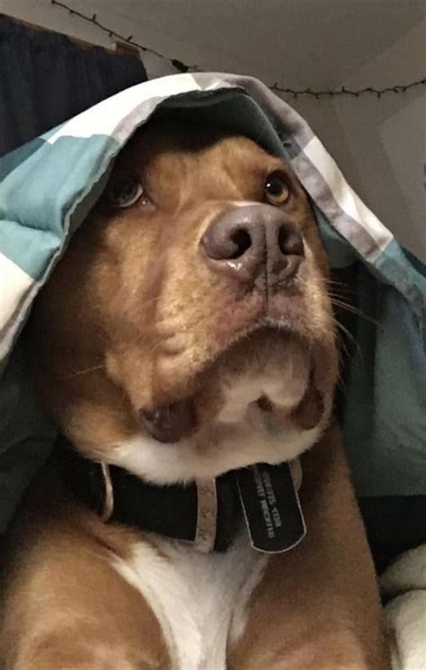 Psbattle Dog Under Blanket Rphotoshopbattles