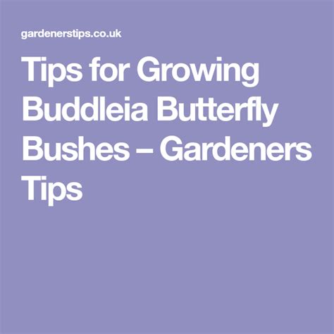 Tips For Growing Buddleia Butterfly Bushes Gardeners Tips Butterfly