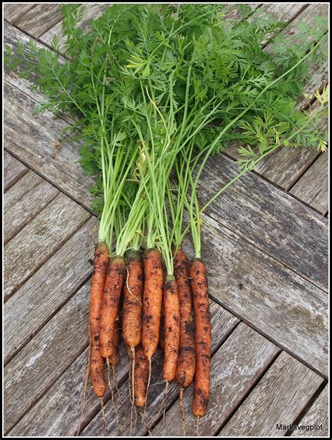 Marks Veg Plot Finger Carrots