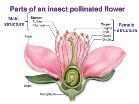 Choose from 500 different sets of flashcards about female parts on quizlet. How is the stamen of a plant adapted for pollination? - Quora