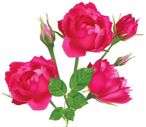 Imagen - Rosas Rosadas (Flores Para Decoración).png | Imágenes Wiki png image