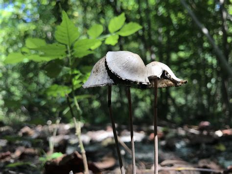 Identifying Eastern Virginia Cow Shrooms Mushroom Hunting And