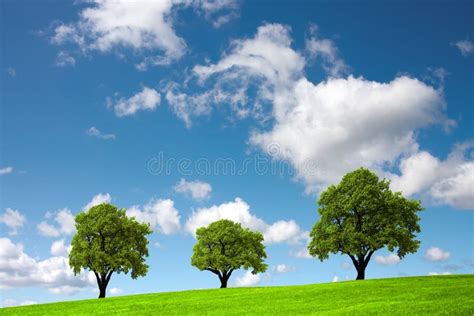 Three Trees Stock Photo Image Of Grass Line Isolated 6272742