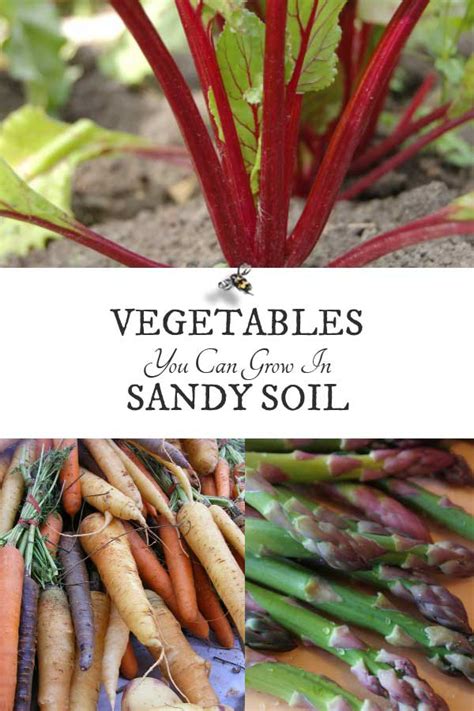 To know a soil's ph, you must test it. 10 Best Vegetables for Sandy Soils - Empress of Dirt