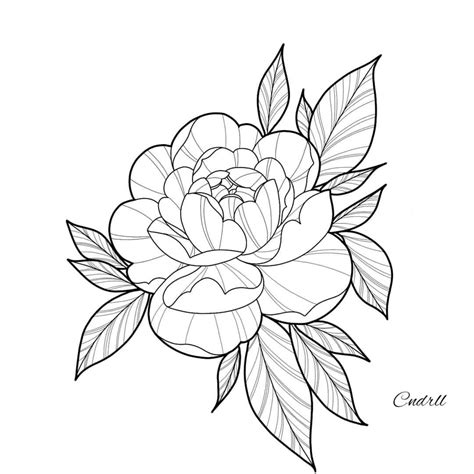 Drawing Peony Flower Tattoo Outline Best Tattoo Ideas Kulturaupice
