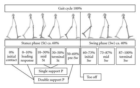 Great Image Of Swing And Stance Phase Of The Gait Cycle Physical