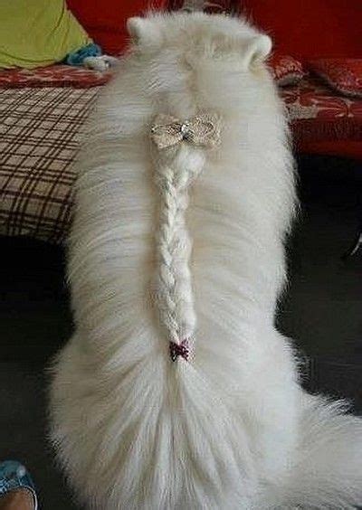 I don't know what dyes you used, i do hope they're safe for the critter. 17 Best images about Animals - Dog Grooming on Pinterest ...