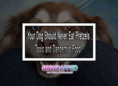 Your Dog Should Never Eat Pretzels Toxic And Dangerous Food