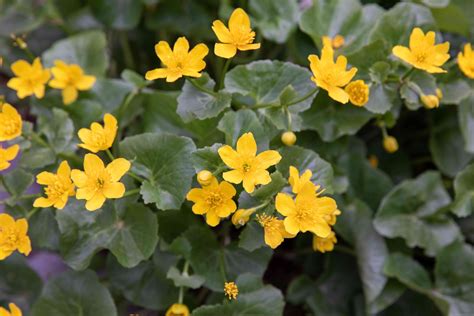 How To Grow And Care For Yellow Marsh Marigold Cowslip
