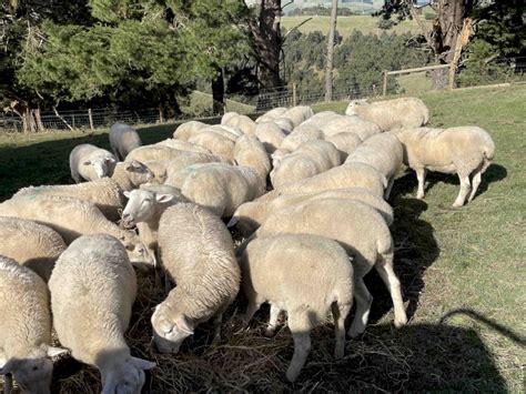 Shedding Sheep Wiltipoll Commercial Breeding Ewes Available Farm Tender
