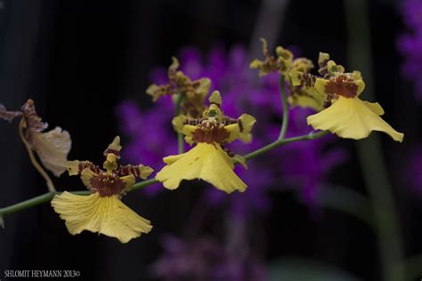 Oncidium Altissimum 01 Dancing Lady Orchid Shlomit Heymann Flickr