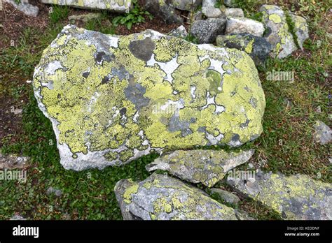 Moss And Lichens On Stone In Jotunheimen National Park Norway Stock