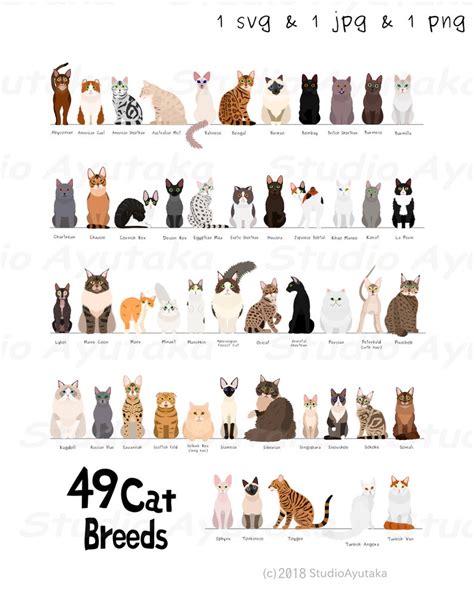 49 Breeds Of Cats Chart Svg  Png 1620 Etsy