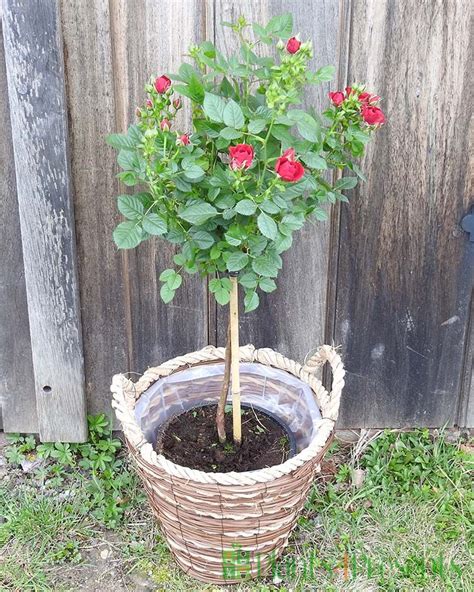 Lollipop Rose Bushes Plant Ts Delivered For Mothers Day