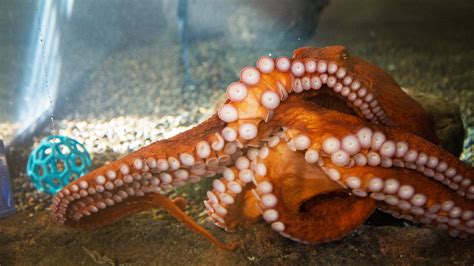 Giant Octopus Caught In Crab Trap Rehabilitated Released By Oregon
