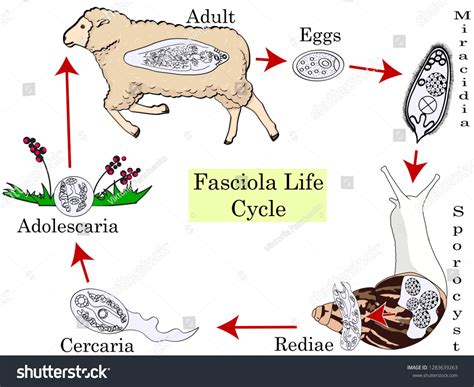 The Life Cycle Of Fascioliasis Medical Education Chart Of Biology