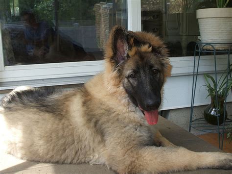 Is The Shiloh Shepherd The Best And Healthiest German Shepherd Dog