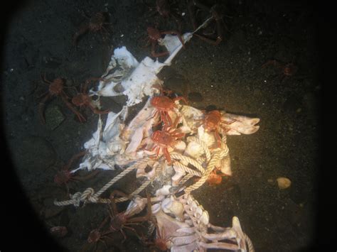 What Happens To A Dead Body In The Ocean Live Science