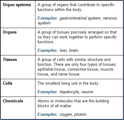 A given organ's tissues can be broadly categorized as parenchyma, the tissue peculiar to (or at least archetypal of) the organ and that does the organ's specialized job. FREE Toxicology Course on Organ Systems and Organs