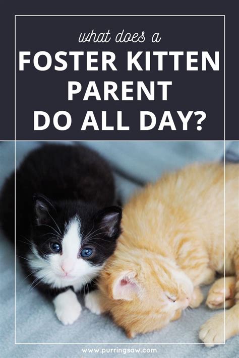 Pin This And Click Through To Read What Does A Foster Kitten Parent