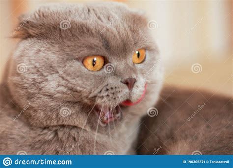 Funny Grey Cat With Yellow Eyes Stock Image Image Of Kyiv Fold