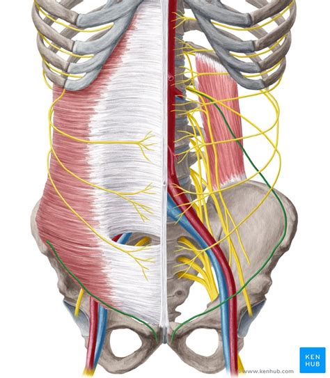 Ilioinguinal Nerve Anatomy Function And Injury Kenhub