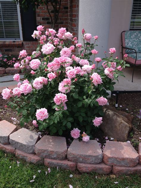 My Husbands Rose Bush Belindas Dream Loves To Bloom And Smells So