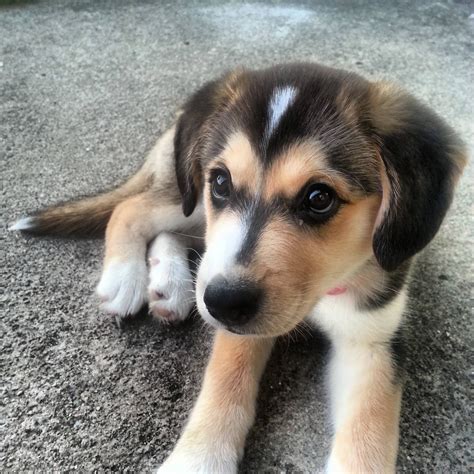 Cutest Goberian Puppy Golden Retrievers Pinterest Animal And Dog