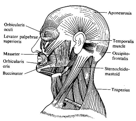 Human Anatomy Muscles Of The Head Head Muscles Human Muscle Anatomy