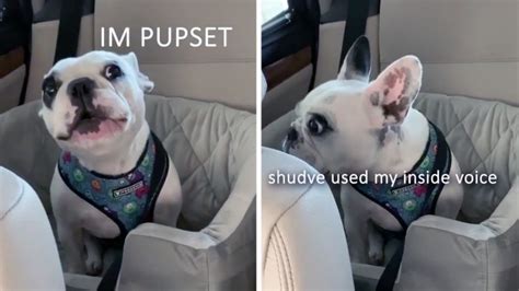 Translated Frenchie Tantrum Will Have You In Stitches