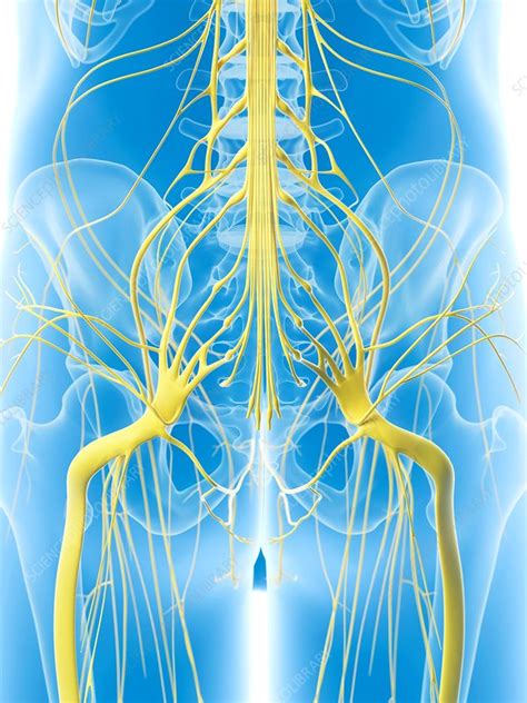 Nerves In Hip Artwork Stock Image F0093765 Science Photo Library