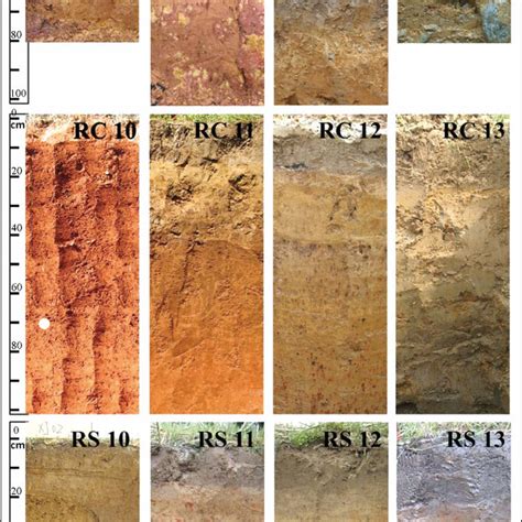 Soil Profiles Of Hydragric Anthrosols Different In Parent Material And