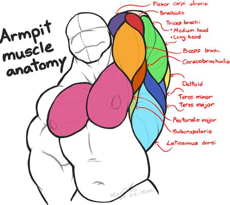 Armpit Muscle Anatomy By Wizzdono On Deviantart