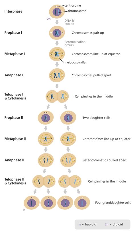 Mitosis And Meiosis Comparison Chart By A Thom Ic Sci