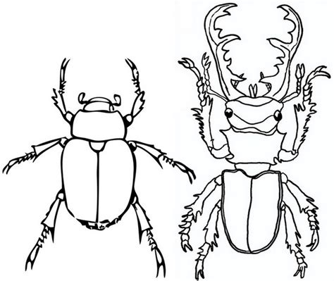 goliath and stag beetle coloring page for insect fans insect coloring my xxx hot girl