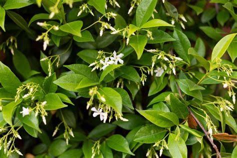 How To Grow And Care For Star Jasmine