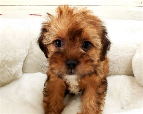Wendy shorkie poo infinity pups. Shorkie Puppies For Sale | Orange County, CA #283447